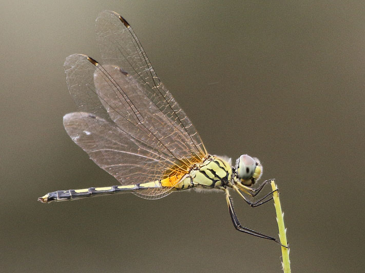 J01_1770 Trithemis pallidinervis female.JPG